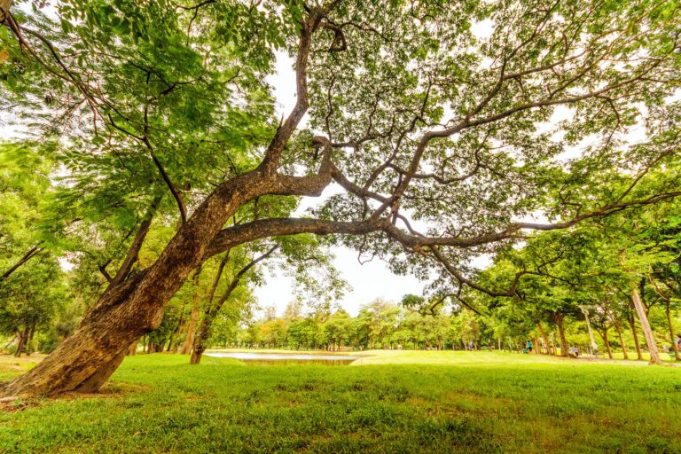 grand parc arboré pour les promenades et la détente en famille